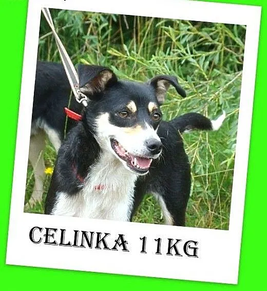 11kg,łagodna,wesoła,przyjazna suczka CELINKA>Ad
