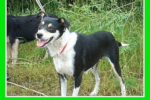 11kg,łagodna,wesoła,przyjazna suczka CELINKA>Ad