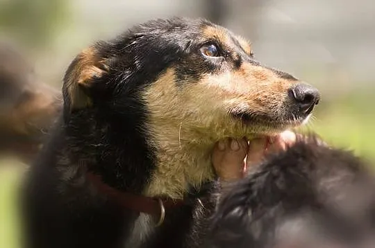 Taro – pies, który od dwóch lat czeka na swojego c