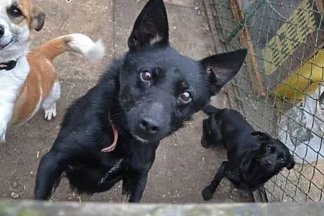 Zamiast kupować Jorka, adoptuj psią biedę ze schro