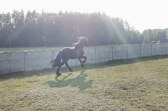 Stanówka ogierem fryzyjskim ,fryz, GRAJEK S., Biała