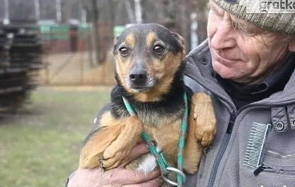 Nie chce spędzić życia w schronisku ocal mnie adoptuj, , Wrocław