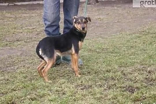 Nie chce spędzić życia w schronisku ocal mnie adoptuj, , Wrocław