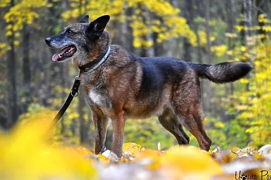 Owczarkowaty Odys szuka nowego domu, Śląskie, Sosnowiec