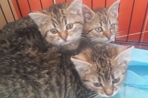 ZsaZsa, Eszter i Istvan śliczne  buraski do adopcj