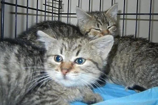 ZsaZsa, Eszter i Istvan śliczne  buraski do adopcj