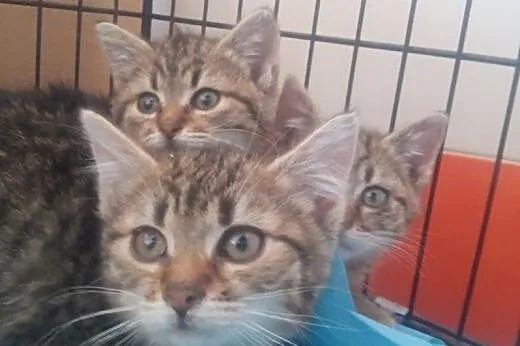 ZsaZsa, Eszter i Istvan śliczne  buraski do adopcj