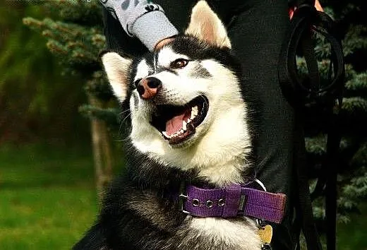Bolo piękny pies siberian husky szuka domu! Nie cz