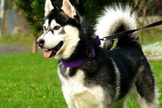 Bolo piękny pies siberian husky szuka domu! Nie cz