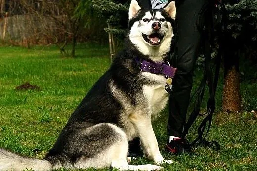 Bolo piękny pies siberian husky szuka domu! Nie cz