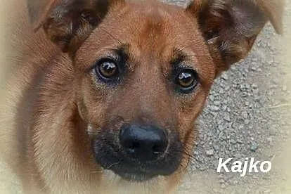 Kajko psie dziecko szuka cudownego domu,  małopolskie Kraków