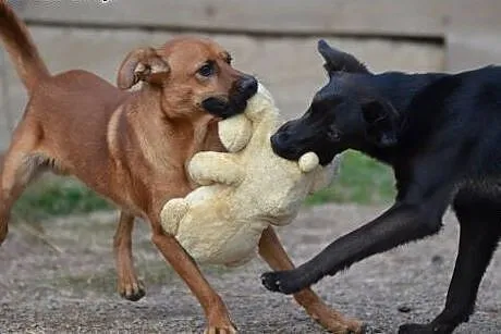 Kajko psie dziecko szuka cudownego domu,  małopols