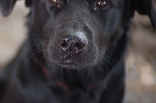 Pies ideał - młody, bezkonfliktowy i piękny Dżek! ADOPCJA,  Kundelki cała Polska