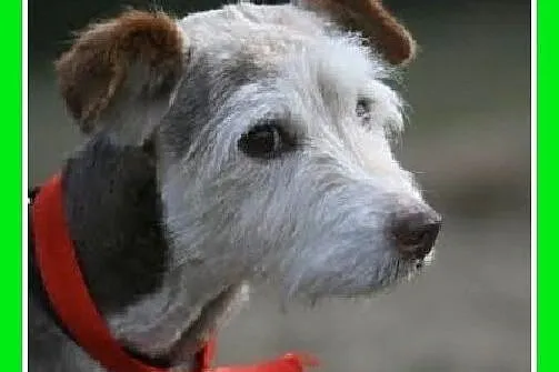 Uratowany,nie widzi na jedno oko,łagodny,bardzo grzeczny piesek średni.ADOPCJA,  śląskie Katowice