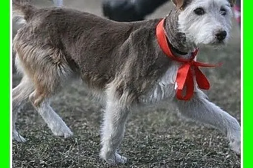 Uratowany,nie widzi na jedno oko,łagodny,bardzo gr
