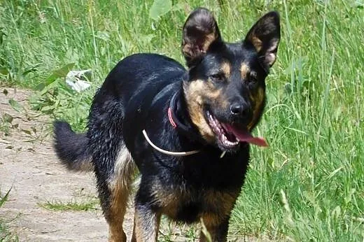 Zorka mloda suka, pomorskie Żukowo