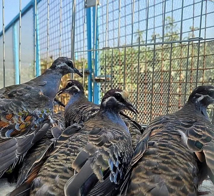 Gołąb miedzianoskrzydły gołębie miedzianoskrzydłe samica, Mazowieckie, Płońsk