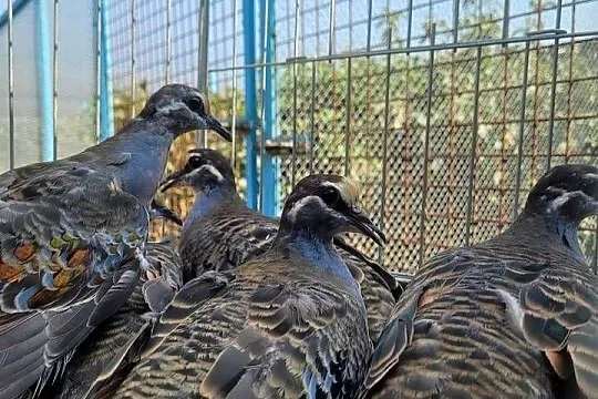 Gołąb miedzianoskrzydły gołębie miedzianoskrzydłe samica, Mazowieckie, Płońsk