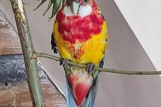 Papuga rozella