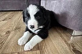 Border Collie suczka