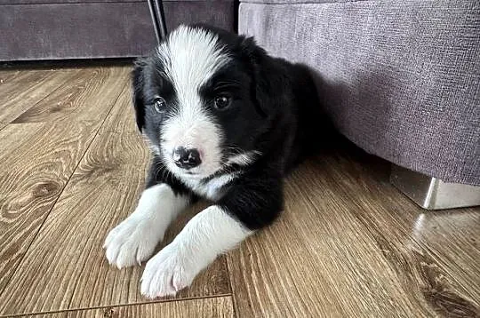 Border Collie suczka