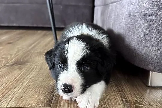 Border Collie suczka, Lubelskie, Kamień