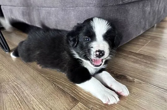 Border Collie suczka, Lubelskie, Kamień