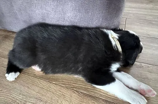 Border Collie suczka, Lubelskie, Kamień