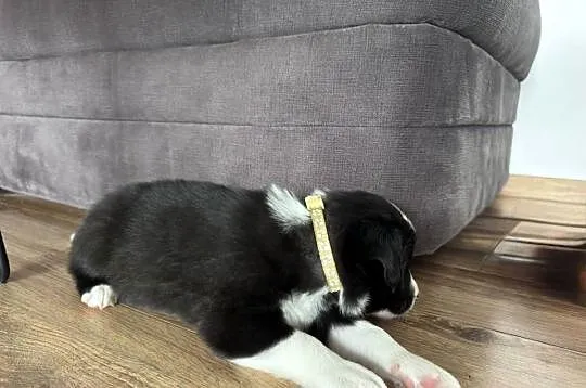 Border Collie suczka, Lubelskie, Kamień