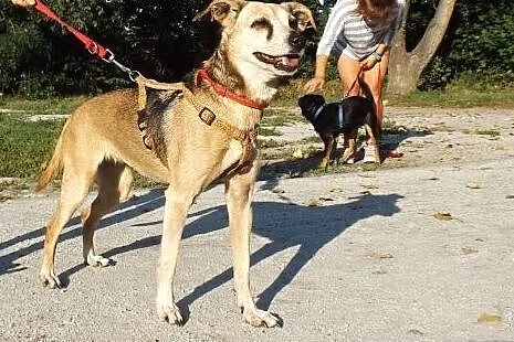 Radosna psinka Skinka,  dolnośląskie Głogów