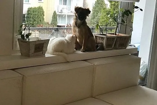 6 miesięczna Mija, niewielka, grzeczna sunia do pokochania!, Mazowieckie, Warszawa
