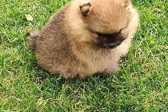 Szpic miniaturowy pomeranian