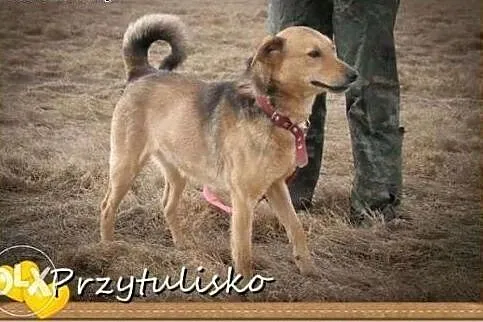 Baks błaga o dom !!!,  śląskie Dąbrowa Górnicza