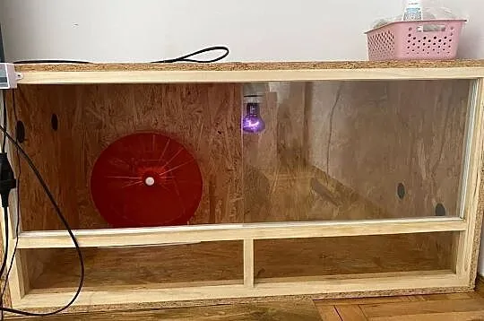 Terrarium jeż pigmejski