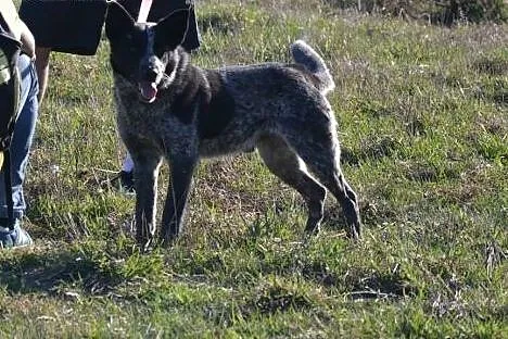 Grey-nieprzeciętna uroda, towarzyski, przytulaśny,