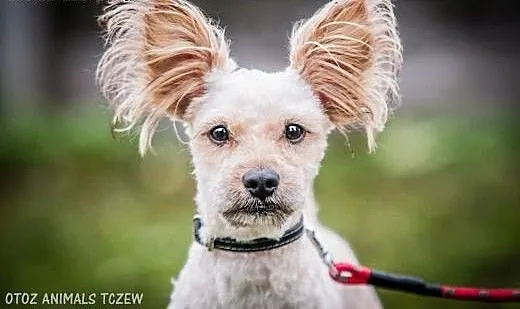 OTOZ Animals - Książe - mały, śliczny psiak o wiel