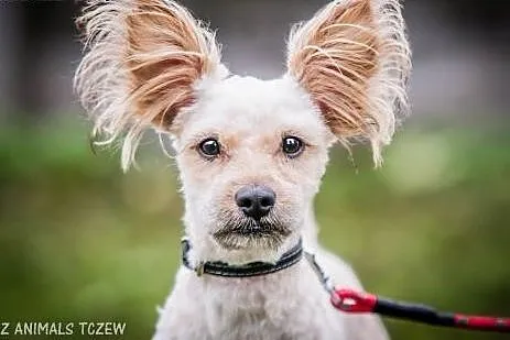 OTOZ Animals - Książe - mały, śliczny psiak o wiel