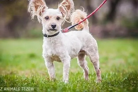 OTOZ Animals - Książe - mały, śliczny psiak o wiel