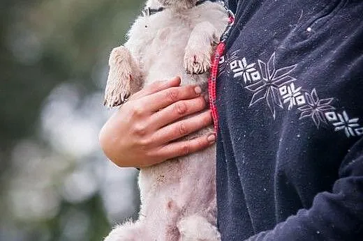 OTOZ Animals - Książe - mały, śliczny psiak o wiel