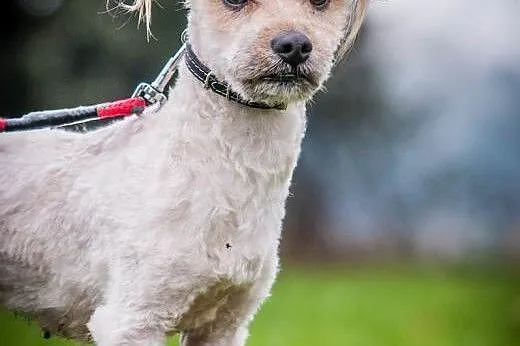 OTOZ Animals - Książe - mały, śliczny psiak o wiel