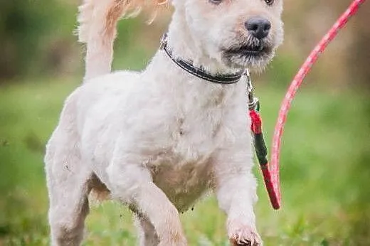 OTOZ Animals - Książe - mały, śliczny psiak o wiel