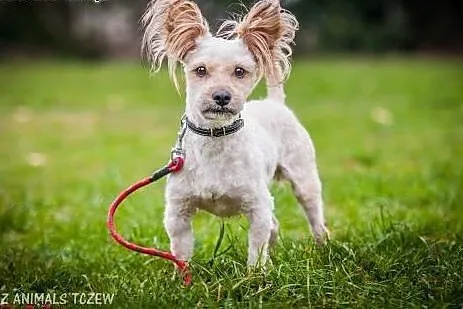 OTOZ Animals - Książe - mały, śliczny psiak o wiel