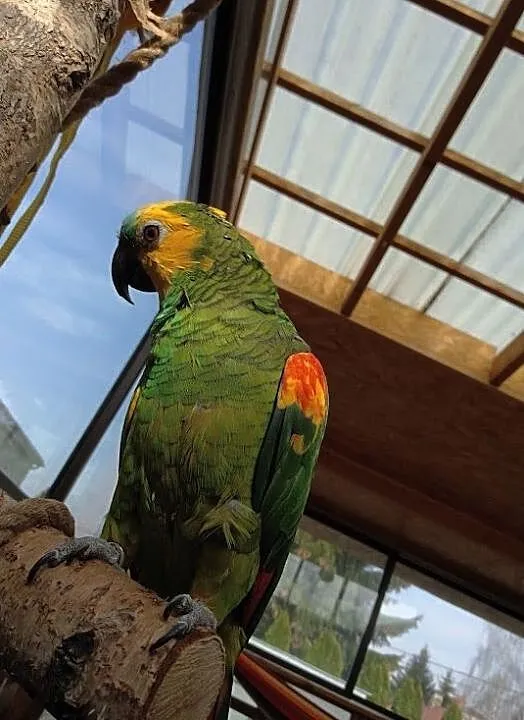 Amazonka xantopteryx para, Podlaskie, Białystok