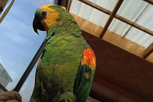 Amazonka xantopteryx para, Podlaskie, Białystok