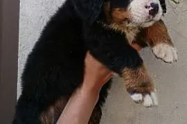Bernenski pies pasterski -szczeniaki ,  wielkopols, Gniezno