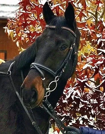 8-letni wałach skokowy na sprzedaż!, ,
