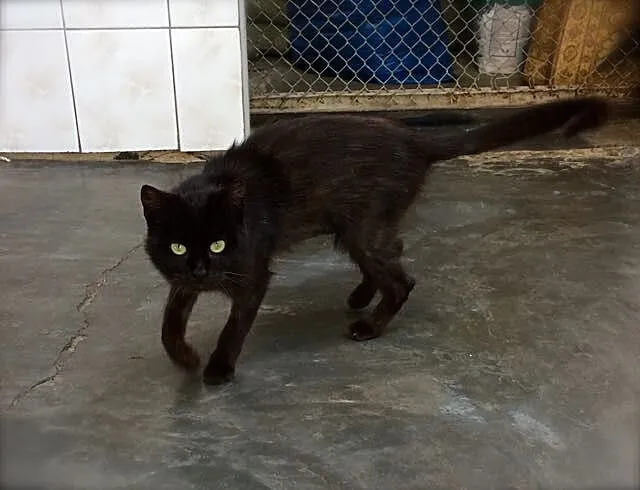 Mika