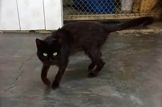 Mika
