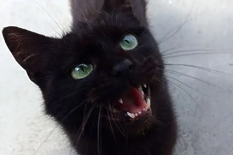 Mika