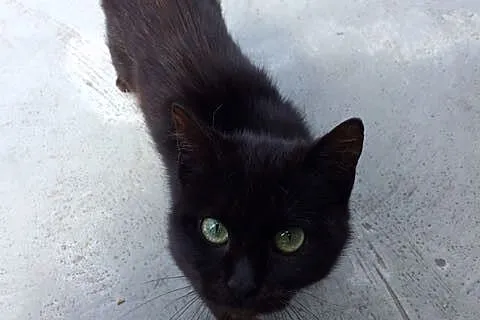 Mika